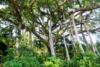 Khám phá hệ thực vật phong phú cùng khung cảnh thiên nhiên tuyệt vời của bán đảo Sơn Trà